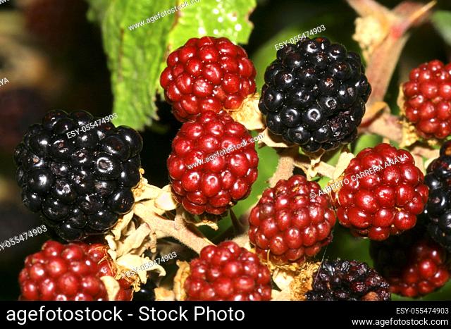 Wild Blackberry, Guadarrama National Park, Segovia, Castile and León, Spain, Europe