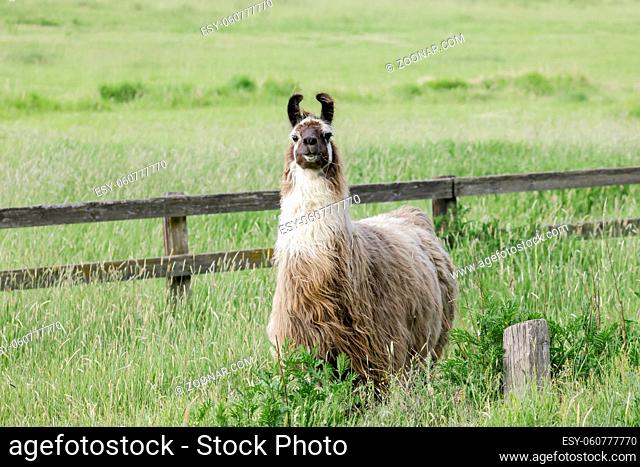 A Llama with a full coat of hair in a grassy field near St. Maries, Idaho