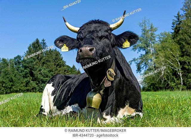 Black and white cow with cow bell lying in the pasture, domestic cattle (Bos primigenius taurus), Sachsenkam, Upper Bavaria, Bavaria, Germany