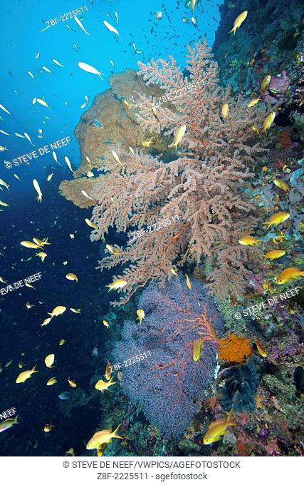 Sea fans and reef fish at Napantao Sanctuary in Southern Leyte, Philippines