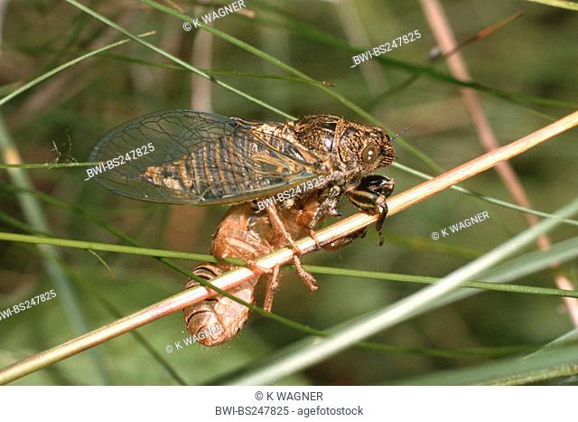 New Forest cicada Cicadetta montana, after hatch, Germany
