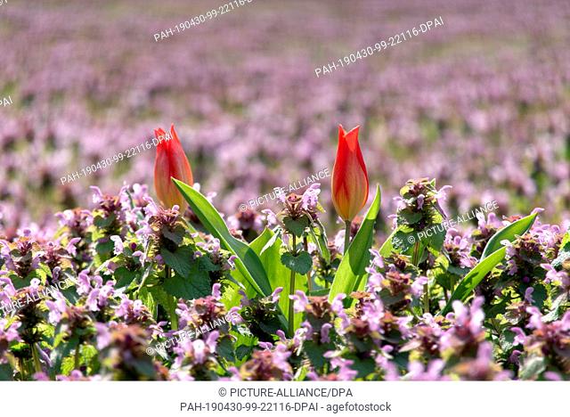 28 April 2019, Berlin: Still almost closed tulips stand on a meadow full of purple red deadnettle (Lamium purpureum) at the place of the United Nations in the...