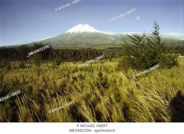 Ecuador, landscape, volcano Cotopaxi,  Andes grass,   Latin America, South America, vegetation, grasses, wind, forest, Andes, mountain, 5897 m, wideness
