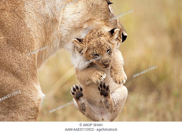 Lioness carrying her cub aged 2-3 months (Panthera leo). Maasai Mara National Reserve, Kenya. August 2009