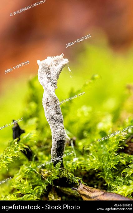 Stag's horn fungus, Xylaria hypoxylon, close-up, forest still life