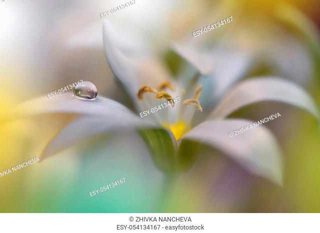 Beautiful White Nature Background.Macro Shot of Amazing Spring Magic Flower.Border Art Design.Magic light.Extreme close up Photography