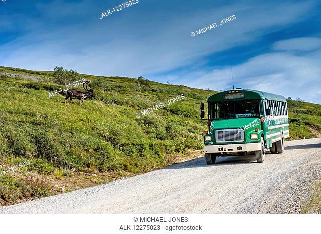 Bull Caribou is feeding on Stony Mound with a park bus near by in Denali National Park, Interior Alaska