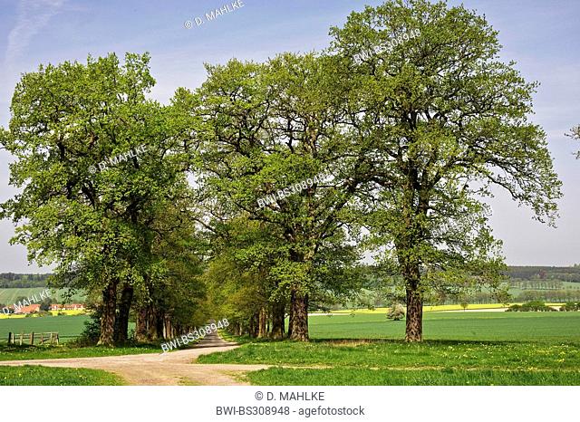 oak (Quercus spec.), oak alley in spring, Germany, Hesse