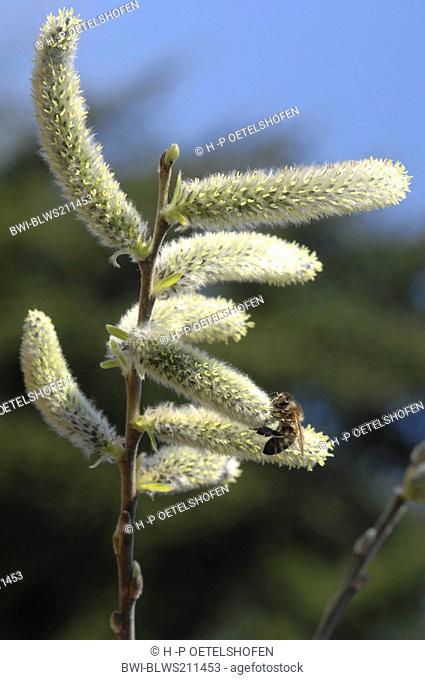 almond willow Salix triandra, female catkin with bee, Germany