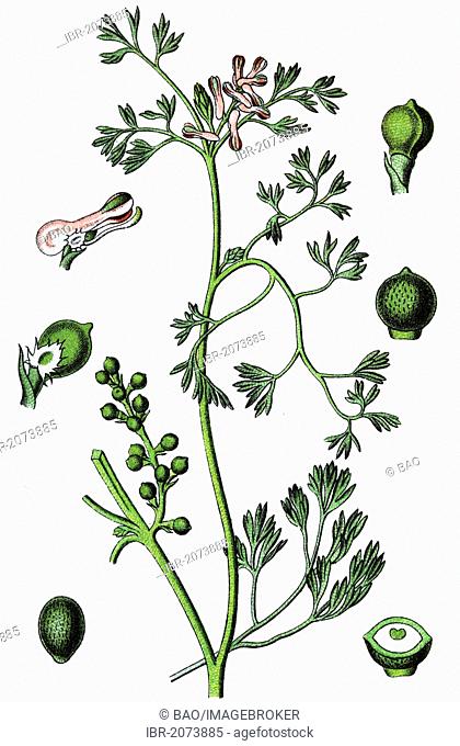Fineleaf fumitory, Indian fumitory (Fumaria parviflora), medicinal and useful plants, chromolithography, 1880