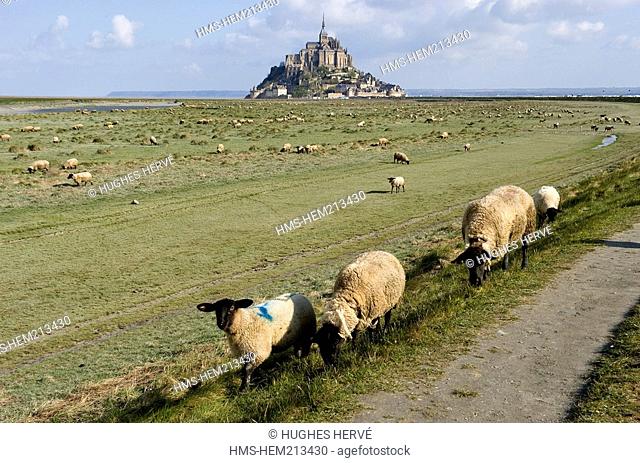 France, Manche, Mont Saint Michel, listed as World Heritage by UNESCO, sealted meadows sheeps in the bay