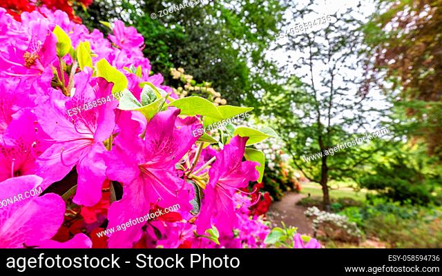 Background with pink azalea flower with green foliage tree background