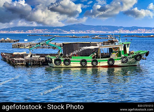 Cultivation of mussels, semi-submerged platform (Batea) marine cultivation, O'Grove, Ria de Arousa, Pontevedra province, Galicia, Spain