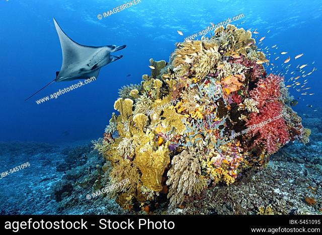 Reef manta ray (Manta alfredi), swimming over coral reef, coral block, with Soft corals (Alcyonacea), stony corals (Scleractinia) and Sponges (Porifera)