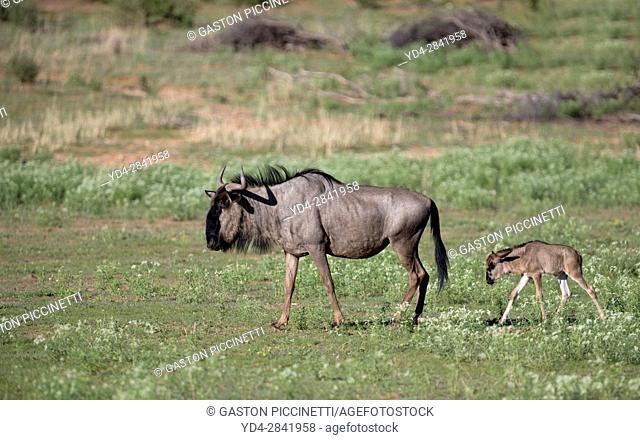 Blue wildebeest (Connochaetes taurinus), Kgalagadi Transfrontier Park, Kalahari desert, South Africa/Botswana