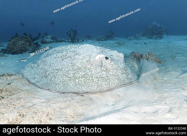 Porcupine ray (Urogymnus asperrimus) lies on sandy bottom, Great Barrier Reef, Unesco World Natural Heritage, Pacific, Australia, Oceania