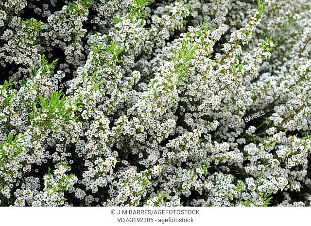 White confetti bush (Coleonema album) is a compact shrub native to South Africa. Flowers and leaves detail