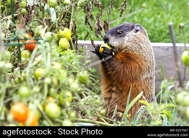 Marmot eating tomatoes in a garden, Marmota monax, Quebec, Canada, North America