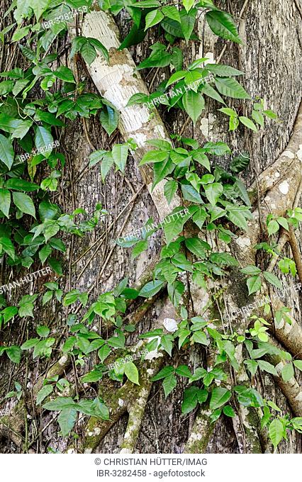 Tree with a Florida Strangler Fig or Strangler Fig (Ficus aurea)