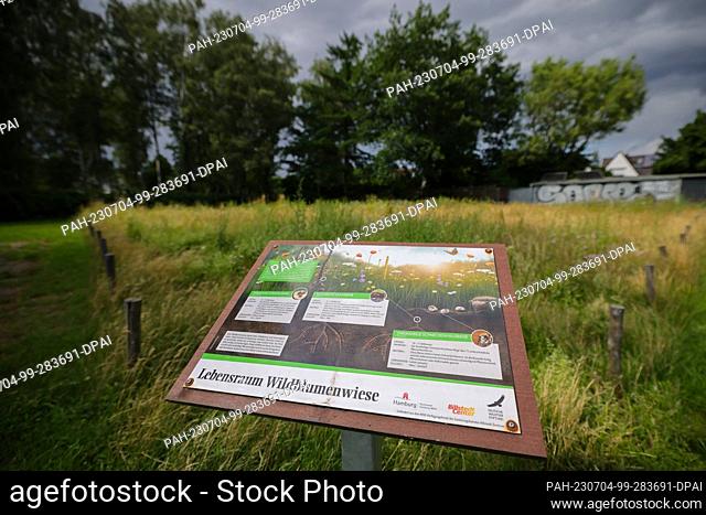 04 July 2023, Hamburg: A sign reading ""Habitat wildflower meadow"" stands at a flowering meadow at the Billstedt stop. The wild bee-friendly planting at four...