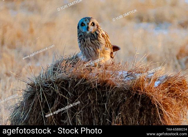 RUSSIA, PRIMORYE REGION - DECEMBER 19, 2023: A short-eared owl is seen in a field on the outskirts of Vladivostok. Yuri Smityuk/TASS