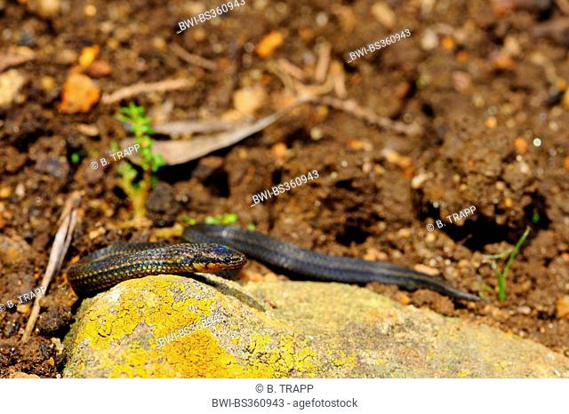 Common rough-sided snake  (Aspidura trachyprocta ), endemic snake winding on the ground, Sri Lanka, Horton-Plains-Nationalpark