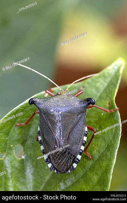 Stink bug or shield bug (Edessa sp. ) - La Laguna del Lagarto Eco-Lodge, Boca Tapada, Costa Rica