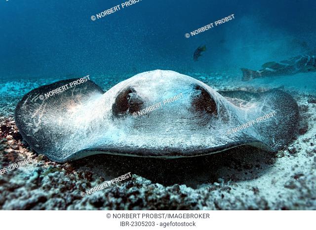 Blotched fantail ray (Taeniura meyeni), lying camouflaged on the sandy seafloor, facing the camera, Gardner Bay, Española Island also known as Hood Island