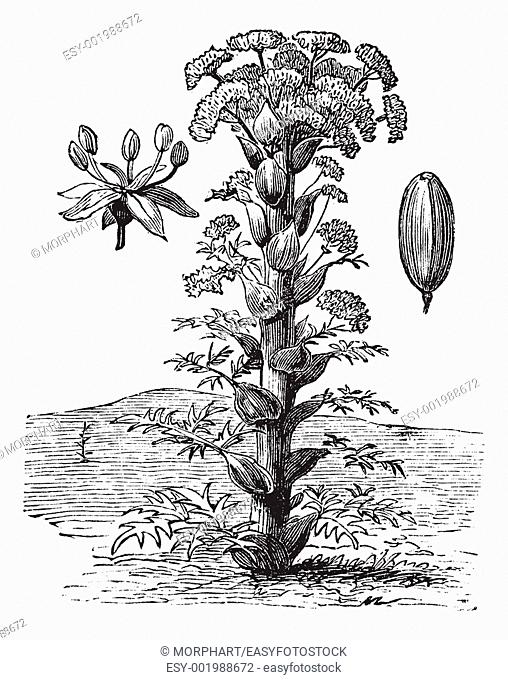 Ferula or Ferula sp , vintage engraving  Old engraved illustration of a Ferula showing flower left and seed right