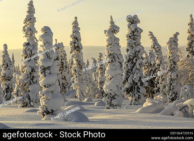 Winter landscape with clear blue sky with snowy trees and warm light, Gällivare county, Swedish Lapland, Sweden