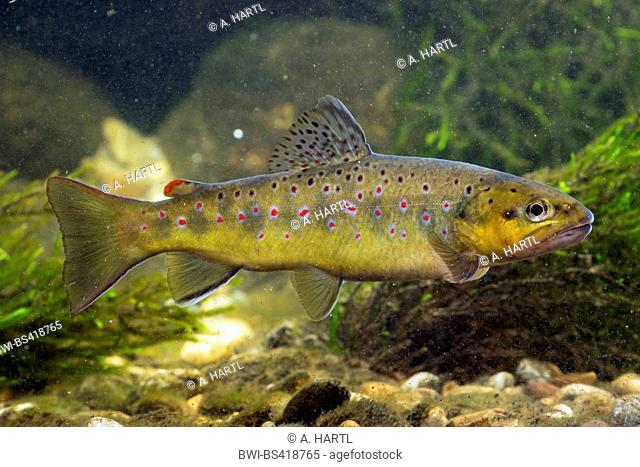 brown trout, river trout, brook trout (Salmo trutta fario), indigenous form from the Isen, 30 cm, Germany