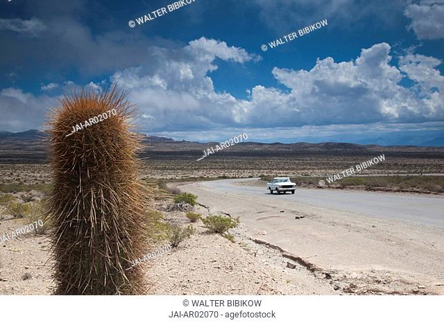 Argentina, Salta Province, Payogasta, Parque Nacional Los Cardones, RP 33, Candelabra Cactus, euphorbia trigona, Road to Cachi
