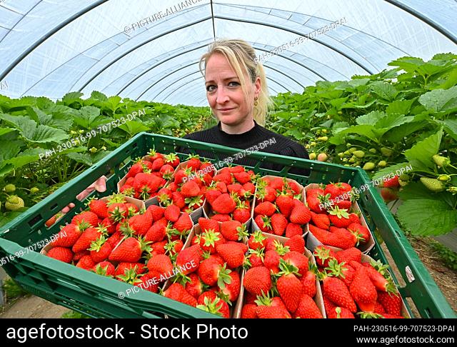 16 May 2023, Brandenburg, Pillgram: Melanie Zach, employee of the Patke Winery, shows freshly harvested strawberries in a greenhouse with raised beds