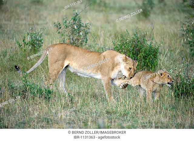 Lion (Panthera leo), lioness playing with cubs, Masai Mara National Reserve, Kenya, East Africa