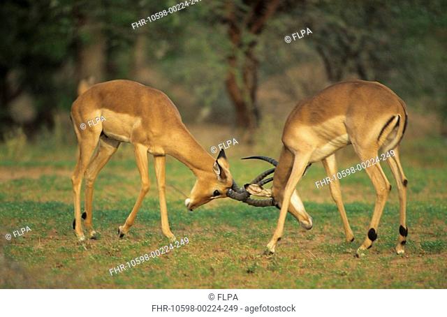 Impala Aepyceros melampus Males fighting / Kruger NP SA