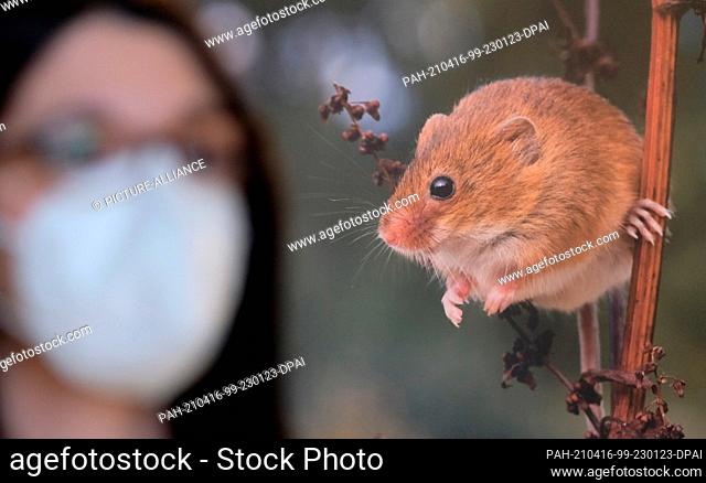 16 April 2021, Saxony-Anhalt, Orangenbaum: An employee of the Central Elbe Biosphere Reserve in the permanent exhibition next to the image of a dwarf mouse