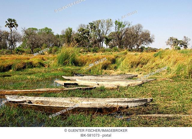 Mokoro canoes in the Okavango-Delta, Botswana