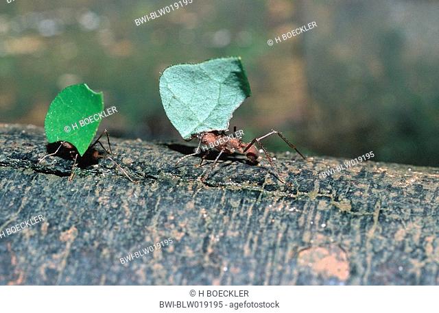 leaf cutting ant , Dez 99