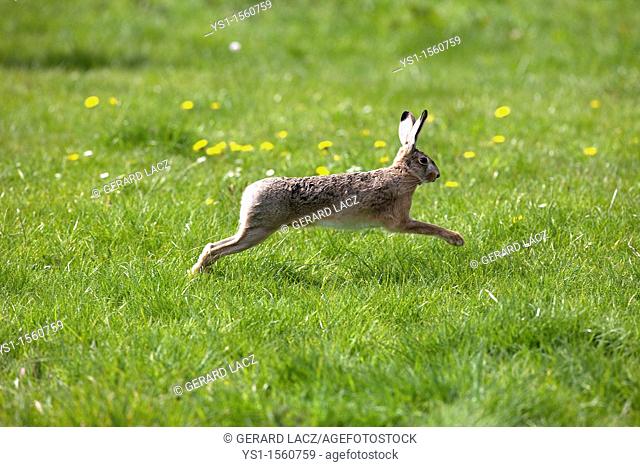 European Brown Hare, lepus europaeus, Adult running on Grass, Normandy