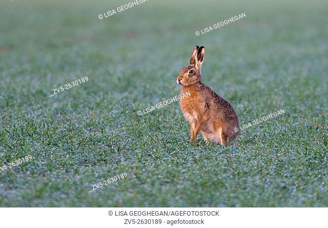 Brown Hare- Lepus europaeus. Spring. Uk