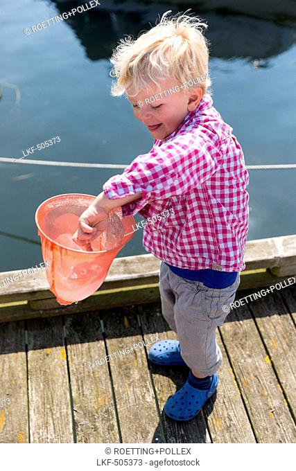 Boy (4 years) holding a jellyfish in a dip net, Guldborg, Falster, Denmark