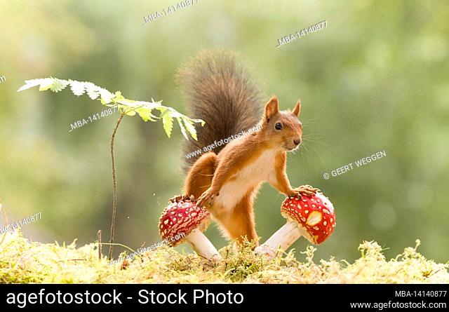 red squirrel is climbing on a toadstool