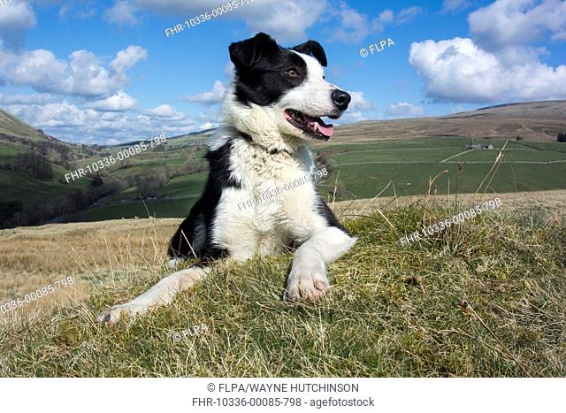 Domestic Dog, Border Collie, working sheepdog, adult, panting, laying on moorland, Cumbria, England, April