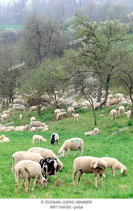 Sheep husbandry in the Swabian Mountans, Germany