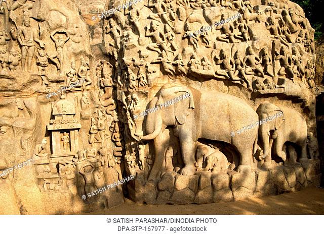 Rock wall anjunas penance and descent of ganga , Mahabalipuram Mamallapuram , Tamil Nadu , India