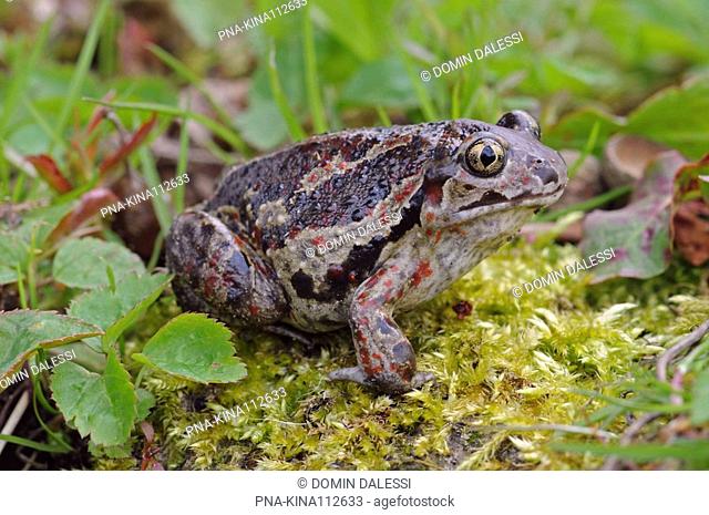 Common Spadefoot Toad Pelobates fuscus - The Netherlands, Holland, Europe