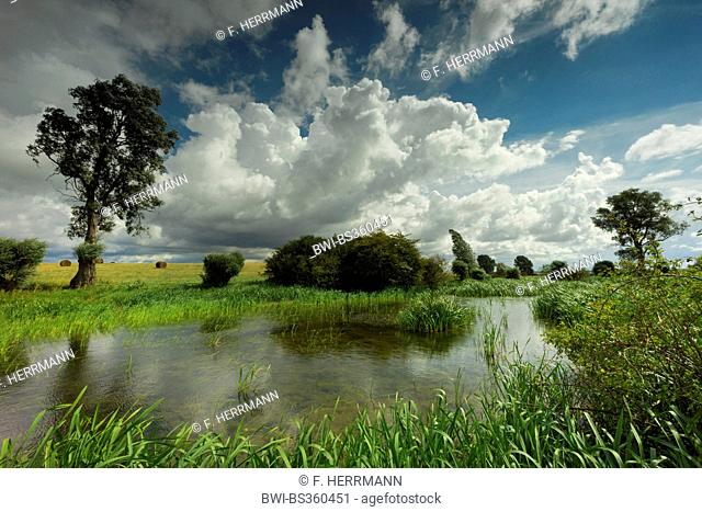 clouds over inshore waters with reed belt in field landscape, Germany, Mecklenburg-Western Pomerania, Hiddensee