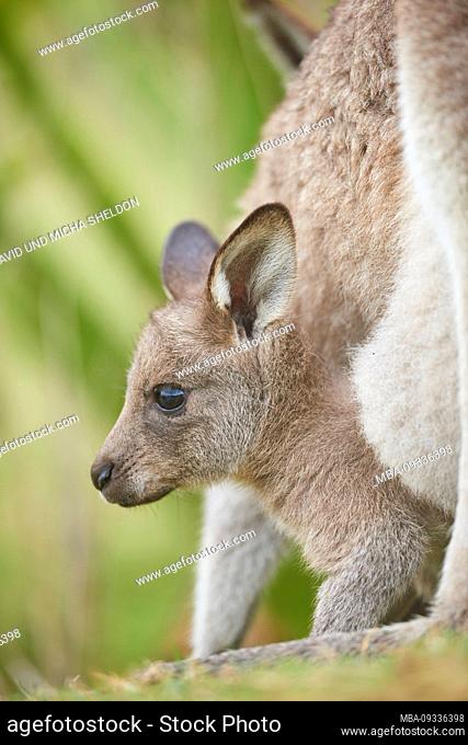 Eastern Gray Kangaroo, Macropus giganteus, cub in the bag, Great Otway National Park, Victoria, Australia