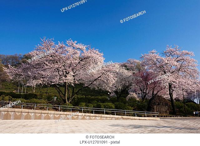 Cherry blossoms at Nishiyama Park, Fukui Prefecture, Hosnhu, Japan