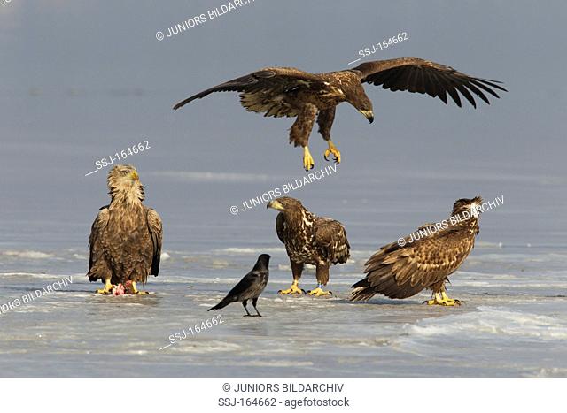 White-tailed Eagles on frozen lake / Haliaeetus albicilla